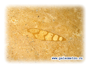 раковина гастроподы - брюхоногого моллюска