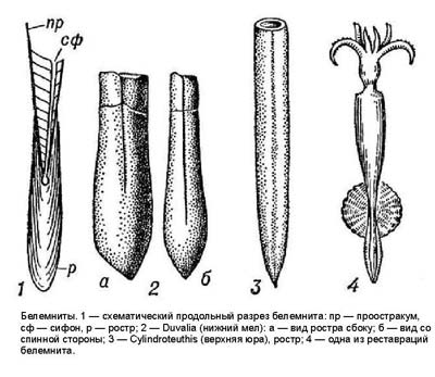 белемниты